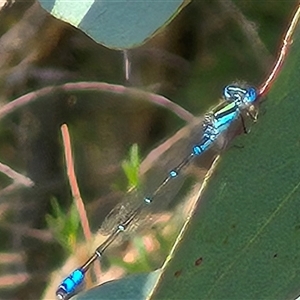 Austroagrion watsoni (Eastern Billabongfly) at Borough, NSW by clarehoneydove