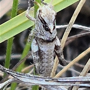 Gastrimargus musicus at Mount Fairy, NSW - 16 Nov 2024 05:46 PM