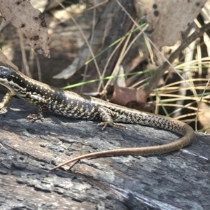 Eulamprus heatwolei (Yellow-bellied Water Skink) at Tharwa, ACT by FeralGhostbat