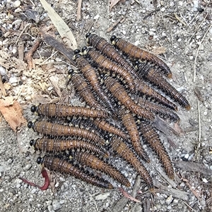 Perginae sp. (subfamily) at Tharwa, ACT - 16 Nov 2024