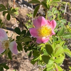 Rosa rubiginosa (Sweet Briar, Eglantine) at Denman Prospect, ACT - 16 Nov 2024 by Jennybach