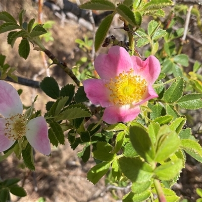 Rosa rubiginosa (Sweet Briar, Eglantine) at Denman Prospect, ACT - 16 Nov 2024 by Jennybach