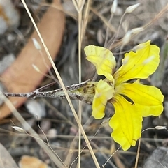 Goodenia hederacea subsp. hederacea (Ivy Goodenia, Forest Goodenia) at Denman Prospect, ACT - 16 Nov 2024 by Jennybach