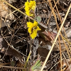 Goodenia hederacea subsp. hederacea at Denman Prospect, ACT - 16 Nov 2024 09:20 AM