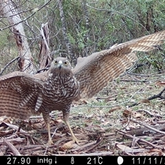 Accipiter fasciatus (Brown Goshawk) at Mongarlowe, NSW - 11 Nov 2024 by LisaH