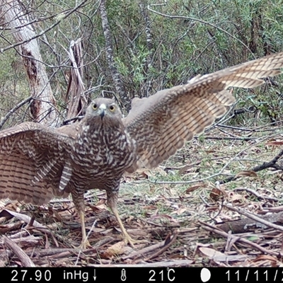 Tachyspiza fasciata (Brown Goshawk) at Mongarlowe, NSW - 11 Nov 2024 by LisaH