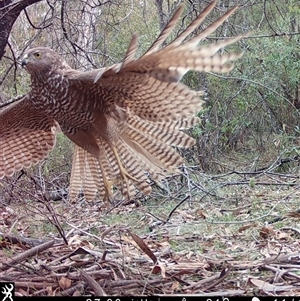 Tachyspiza fasciata at Mongarlowe, NSW - suppressed