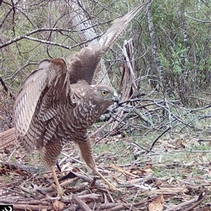 Tachyspiza fasciata at Mongarlowe, NSW - suppressed