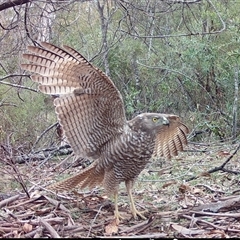 Tachyspiza fasciata at Mongarlowe, NSW - suppressed