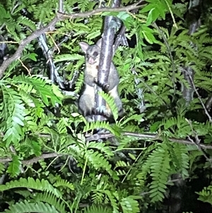 Trichosurus vulpecula at Jerrabomberra, NSW - suppressed