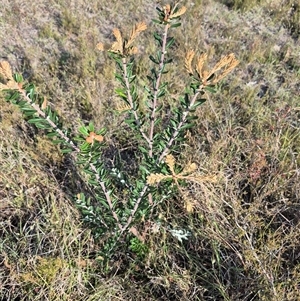 Banksia marginata at Borough, NSW - 16 Nov 2024