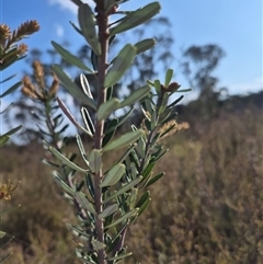 Banksia marginata at Borough, NSW - 16 Nov 2024