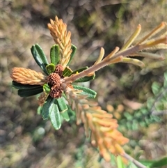 Banksia marginata at Borough, NSW - 16 Nov 2024