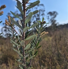 Banksia marginata at Borough, NSW - 16 Nov 2024