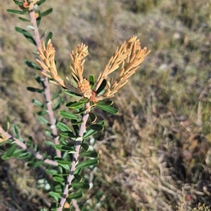 Banksia marginata at Borough, NSW - 16 Nov 2024