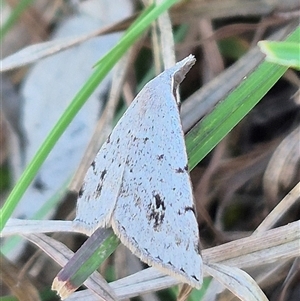 Dichromodes estigmaria at Mount Fairy, NSW - 16 Nov 2024