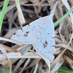 Dichromodes estigmaria at Mount Fairy, NSW - 16 Nov 2024