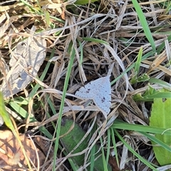 Dichromodes estigmaria at Mount Fairy, NSW - 16 Nov 2024 04:52 PM