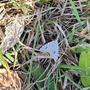 Dichromodes estigmaria at Mount Fairy, NSW - 16 Nov 2024