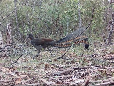 Menura novaehollandiae (Superb Lyrebird) at Mongarlowe, NSW - 15 Nov 2024 by LisaH