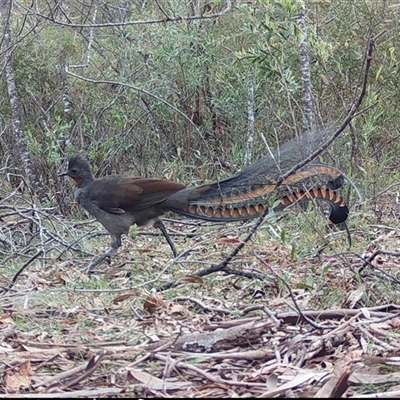 Menura novaehollandiae (Superb Lyrebird) at Mongarlowe, NSW - 15 Nov 2024 by LisaH