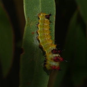 Opodiphthera helena at Freshwater Creek, VIC - 11 Nov 2024 04:48 PM