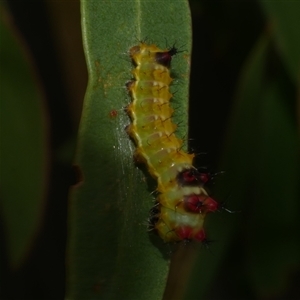 Opodiphthera helena (Helena Gum Moth) at Freshwater Creek, VIC by WendyEM