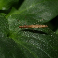 Chinoneides tasmaniensis (Stilt bug) at Freshwater Creek, VIC - 9 Nov 2024 by WendyEM