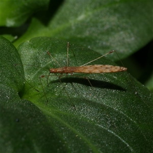 Chinoneides tasmaniensis (Stilt bug) at Freshwater Creek, VIC by WendyEM