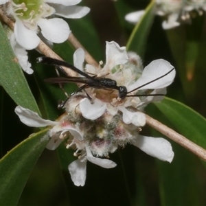 Gasteruption sp. (genus) (Gasteruptiid wasp) at Freshwater Creek, VIC by WendyEM