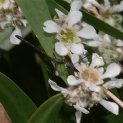 Gasteruption sp. (genus) at Freshwater Creek, VIC - 7 Nov 2024 12:45 PM