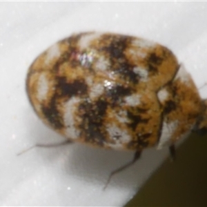 Anthrenus verbasci (Varied or Variegated Carpet Beetle) at Freshwater Creek, VIC by WendyEM