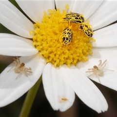 Thomisidae (family) (Unidentified Crab spider or Flower spider) at Freshwater Creek, VIC - 5 Nov 2024 by WendyEM