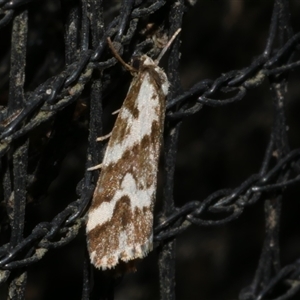 Damias procrena (Procrena Footman) at Freshwater Creek, VIC by WendyEM