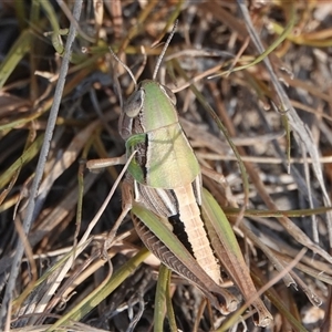 Praxibulus sp. (genus) at Hall, ACT - 16 Nov 2024 05:45 PM