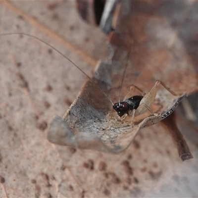 Trigonidiidae (family) at Hall, ACT - 16 Nov 2024 by Anna123