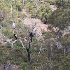 Aquila audax (Wedge-tailed Eagle) at Booth, ACT - 16 Nov 2024 by VanceLawrence