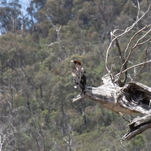 Aquila audax at Rendezvous Creek, ACT - 16 Nov 2024 01:20 PM