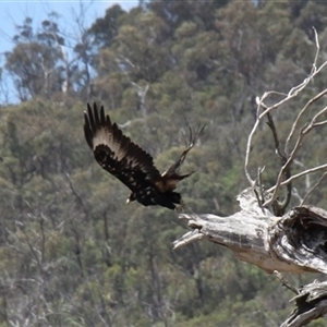 Aquila audax at Rendezvous Creek, ACT - 16 Nov 2024