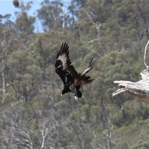 Aquila audax at Rendezvous Creek, ACT - 16 Nov 2024 01:20 PM