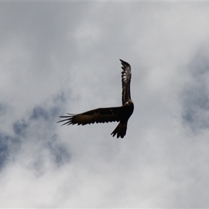 Aquila audax at Rendezvous Creek, ACT - 16 Nov 2024 01:20 PM