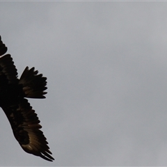 Aquila audax at Rendezvous Creek, ACT - 16 Nov 2024 01:20 PM