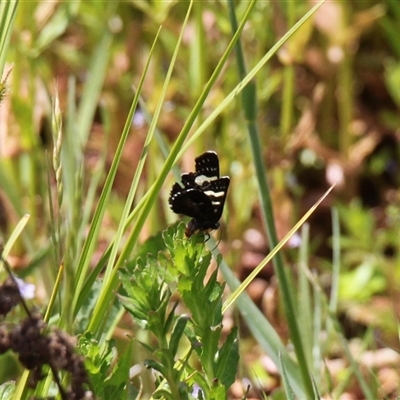 Phalaenoides tristifica (Willow-herb Day-moth) at Rendezvous Creek, ACT - 16 Nov 2024 by VanceLawrence