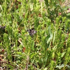 Phalaenoides tristifica at Rendezvous Creek, ACT - 16 Nov 2024 01:40 PM