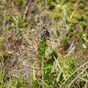 Phalaenoides tristifica at Rendezvous Creek, ACT - 16 Nov 2024 01:40 PM