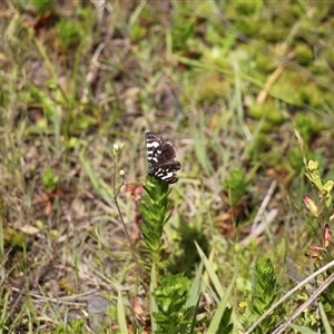 Phalaenoides tristifica at Rendezvous Creek, ACT - 16 Nov 2024 01:40 PM