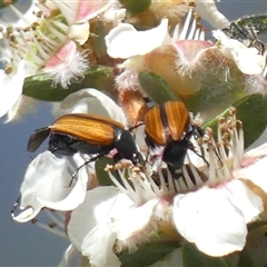 Phyllotocus marginipennis (Nectar scarab) at Colo Vale, NSW - 10 Nov 2024 by Curiosity