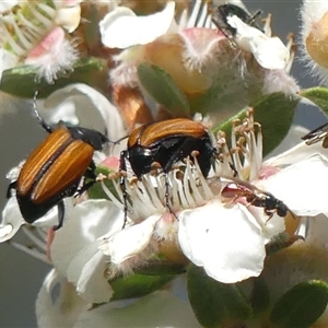 Phyllotocus marginipennis at Colo Vale, NSW - 10 Nov 2024