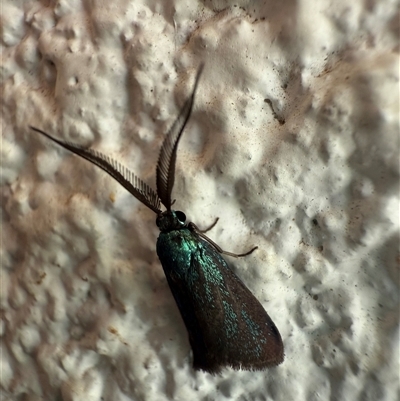 Pollanisus (genus) (A Forester Moth) at Watson, ACT - 16 Nov 2024 by AniseStar