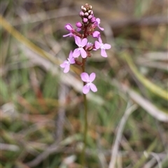 Stylidium graminifolium (grass triggerplant) at Rendezvous Creek, ACT - 16 Nov 2024 by VanceLawrence